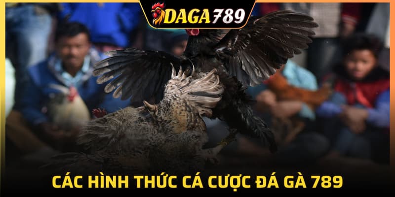 Các hình thức cá cược đá gà 789