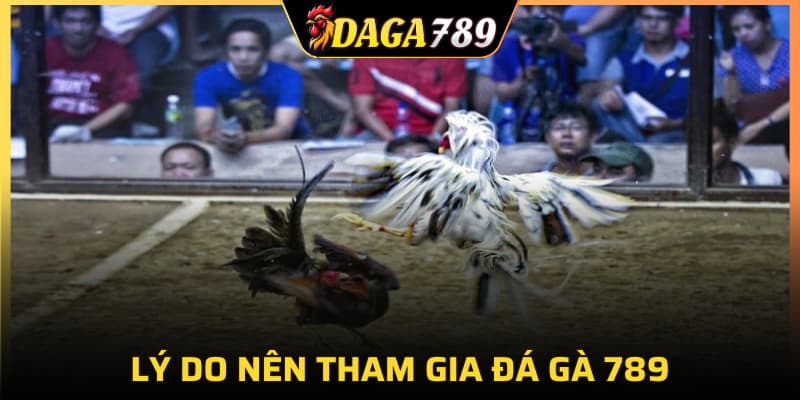 Lý do nên tham gia đá gà 789